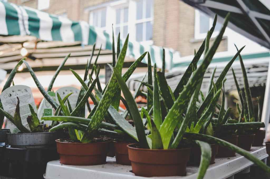 Aloe Vera: Come Usarla per la Bellezza e la&nbsp;Salute